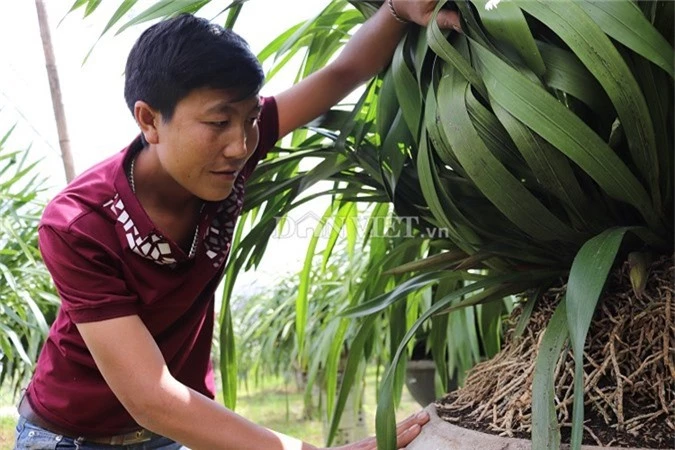 hoa tet: trai sa pa kiem bon tien tu dia lan tran mong dai ca met hinh anh 1