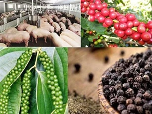 Xuất khẩu rau quả, gạo, thịt heo sang Trung Quốc dự báo gặp khó trong năm 2019