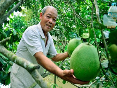 'Sốt' trái cây thư pháp, bưởi 'khủng', khách đến tận vườn săn mua