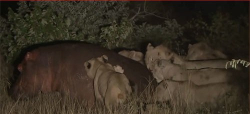 CLIP: Hà mã thoát khỏi vòng vây của bầy sư tử ngoạn mục