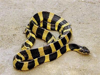 Loài rắn độc của Việt Nam khiến lính Mỹ khiếp sợ