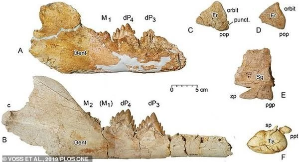 Các mảnh xương của con Dorudon atrox chưa trưởng thành trong dạ dày của Basilosaurus isis.