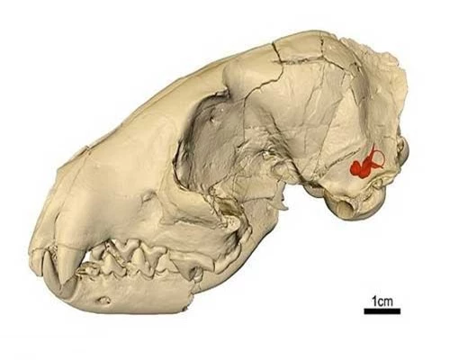 Hộp sọ của loài chó cổ đại Hesperocyon gregarius.