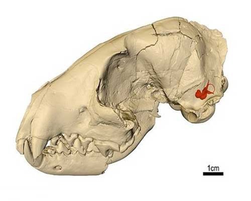 Phát hiện loài chó thời tiền sử có kích thước bằng gấu nâu, săn mồi như loài cáo thời hiện đại