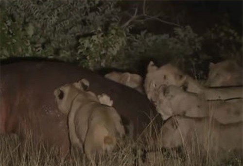 CLIP HOT (27/1): Hà mã thoát vòng vây của bầy sư tử, làm giàu nhờ nuôi cá Táo Quân