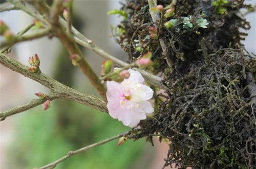 Nhất chi mai cổ đầy rêu mốc: Hàng hiếm, giá 50 triệu