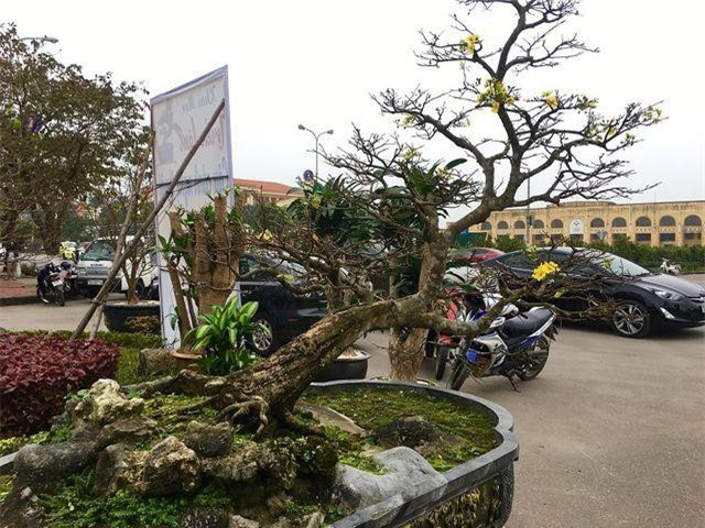 Chiêm ngưỡng cây Hoàng Mai độc nhất vô nhị tại Quảng Bình được phát giá 5 tỷ đồng