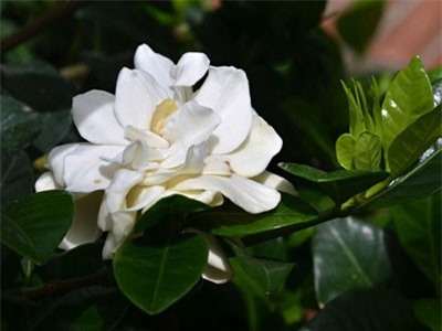 Dành dành - loài hoa thơm hàng đầu thế giới