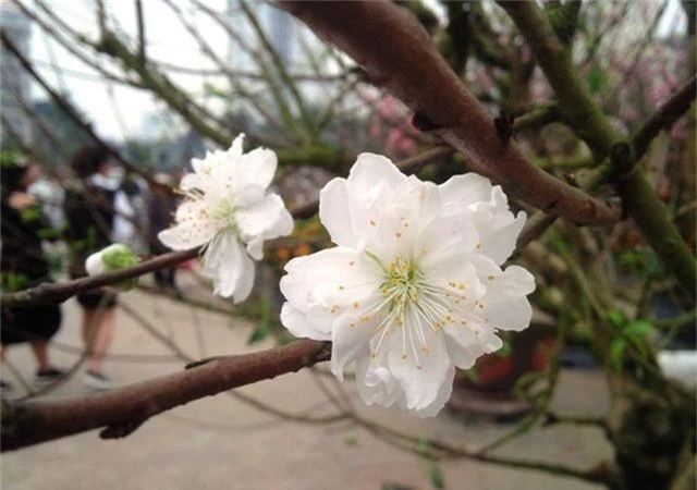 Cây hoa đào trắng tinh khôi hút khách ở chợ hoa xuân - 3