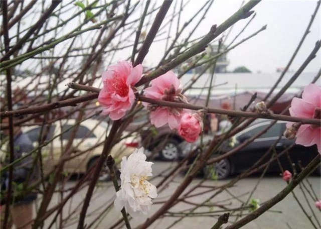 Cây hoa đào trắng tinh khôi hút khách ở chợ hoa xuân - 5