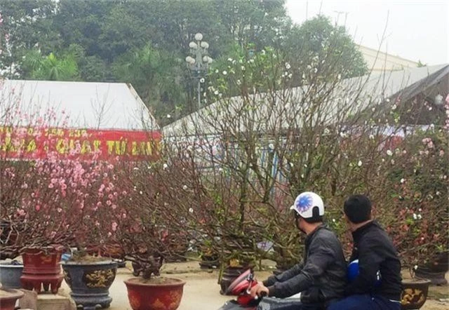 Cây hoa đào trắng tinh khôi hút khách ở chợ hoa xuân - 6