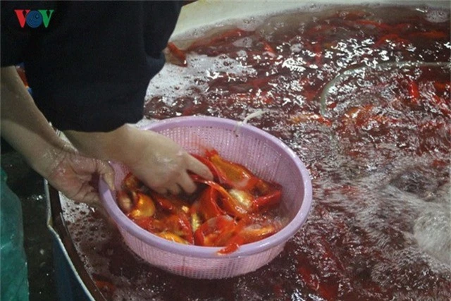 Chợ cá lớn nhất Hà Nội nhộn nhịp trước lễ ông Công ông Táo - Ảnh 1.
