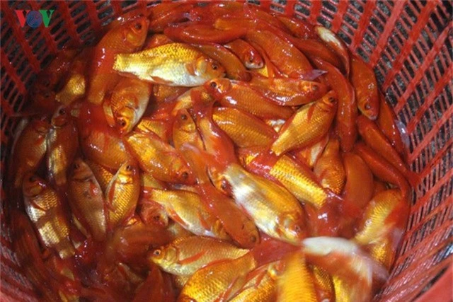 Chợ cá lớn nhất Hà Nội nhộn nhịp trước lễ ông Công ông Táo - Ảnh 8.