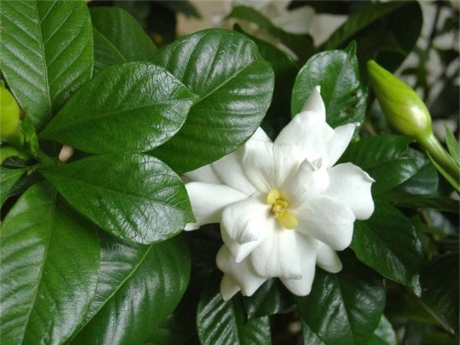 Dành dành - loài hoa thơm hàng đầu thế giới - Ảnh 11.