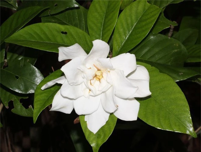 Dành dành - loài hoa thơm hàng đầu thế giới - Ảnh 9.