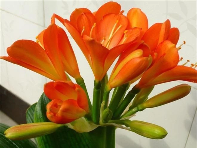 Lan quân tử - loài hoa vừa sang trọng, yêu kiều vừa tốt cho phong thủy vào nhà bạn dịp Tết - Ảnh 10.