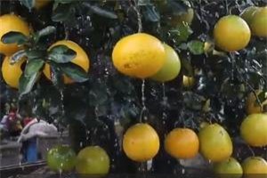 CLIP: Cận cảnh vườn bưởi cổ thụ tiền tỷ bán Tết tại Hưng Yên