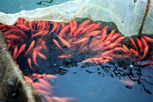 CLIP: Lãi ‘khủng’ nhờ nuôi cá chép Táo Quân