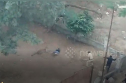 CLIP: Báo lạc vào khu dân cư tấn công người