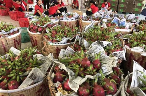 Xuất khẩu chính ngạch - Cơ hội cho trái cây Việt