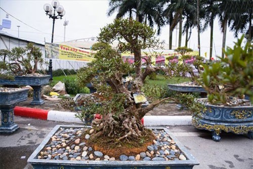 Đỗ quyên 400 tuổi gần 1 tỷ đồng, đào Thất Thốn nhiều tuổi hơn chủ