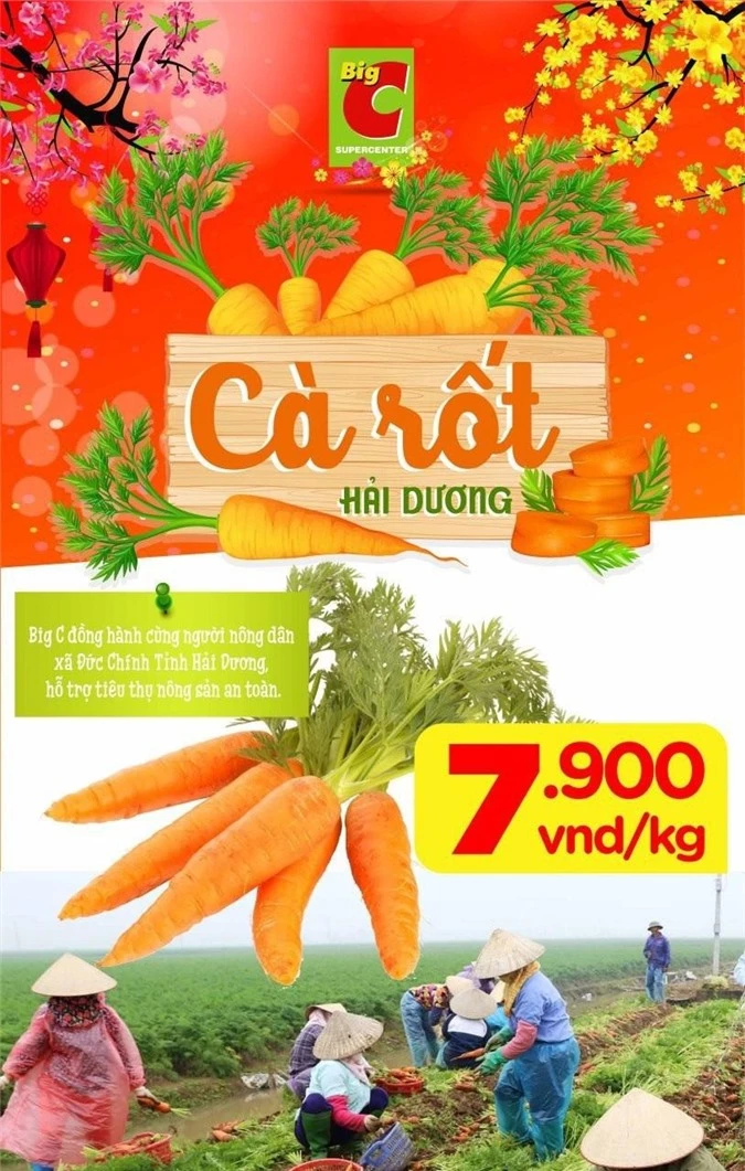 Big C đồng hành cùng nông dân trồng cà rốt Hải Dương