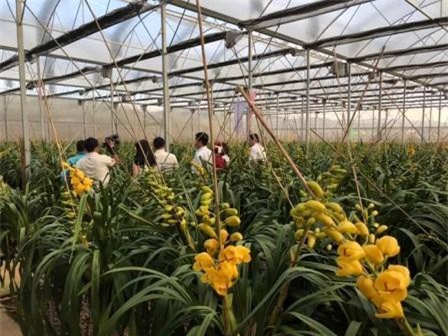 Lâm Đồng nhờ trợ giúp để giải bài toán kẹt xe rau, hoa dịp tết