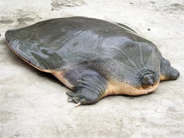 Con giải còn gọi là rùa mai mềm khổng lồ (Pelochelys cantori) là loài rùa rất hiếm WIKIPEDIA