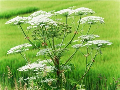 Phát hiện loài hoa tuyệt đẹp nhưng có thể gây mù mắt ở người