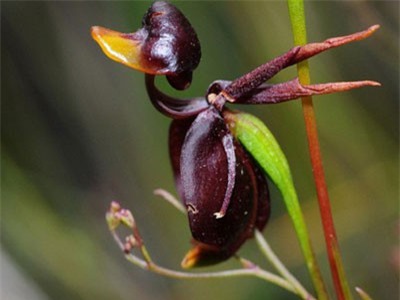 Những loài hoa hình dáng lạ kỳ mang vẻ đẹp khiến nhiều người sững sờ