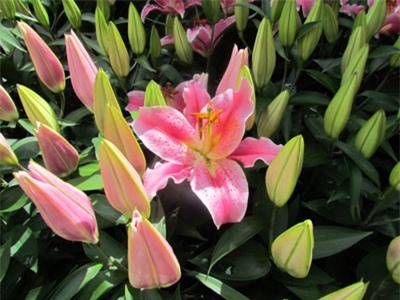 Những loại hoa kiêng đặt trên bàn thờ ngày Tết