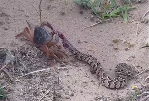 Khi trăn, rắn độc chết tức tưởi vì những đối thủ không ngờ
