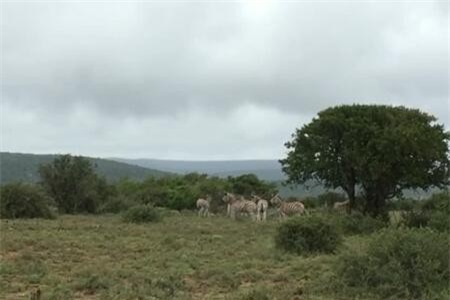 Clip: Báo chạy 'trối chết' vì bị ngựa vằn truy sát