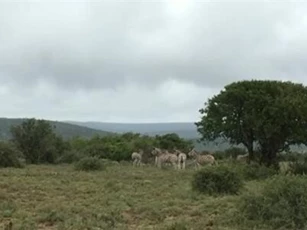 Clip: Báo chạy 'trối chết' vì bị ngựa vằn truy sát