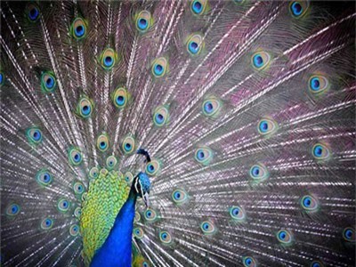 Bí mật của chiếc đuôi công ít ai biết