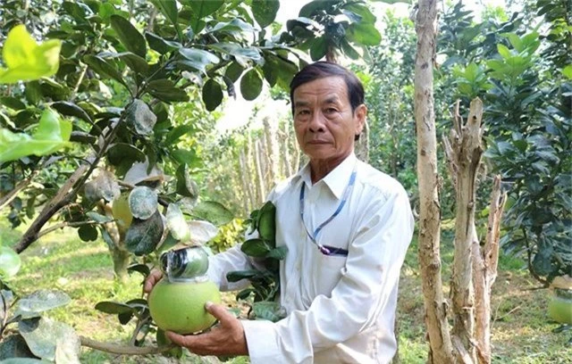 Võ Trung Thành đang cắt bưởi hồ lô cho khách