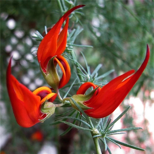 Những loài hoa hình dáng lạ kỳ mang vẻ đẹp khiến nhiều người sững sờ - Ảnh 13.