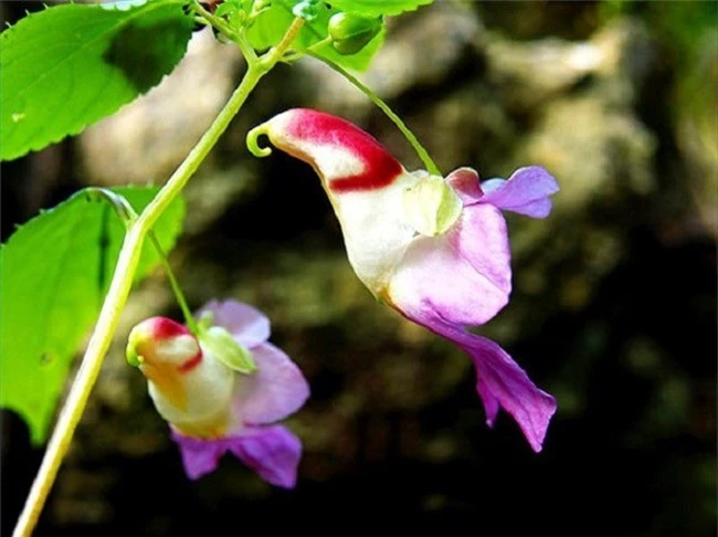 Những loài hoa hình dáng lạ kỳ mang vẻ đẹp khiến nhiều người sững sờ - Ảnh 14.