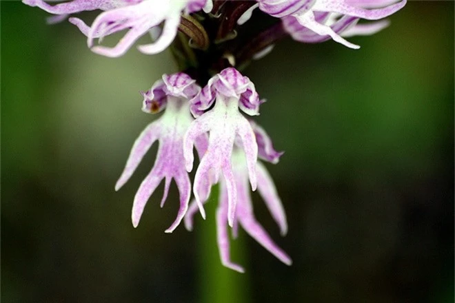 Những loài hoa hình dáng lạ kỳ mang vẻ đẹp khiến nhiều người sững sờ - Ảnh 18.