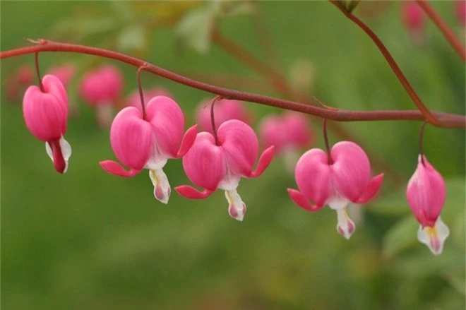 Những loài hoa hình dáng lạ kỳ mang vẻ đẹp khiến nhiều người sững sờ - Ảnh 3.