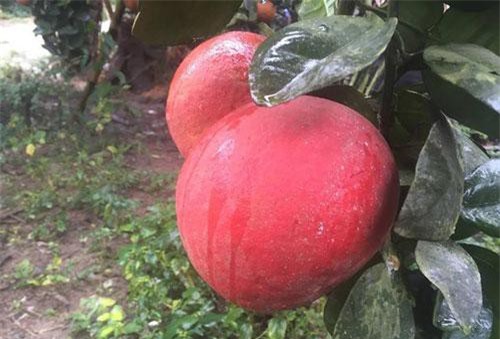 Dân buôn săn bưởi đỏ cờ, lùng mua cả vườn về bán Tết