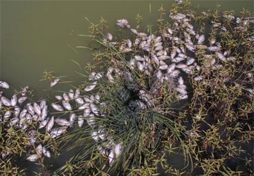 Hiện tượng cá chết hàng loạt tiếp diễn tại Australia