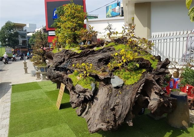 Gốc cây gỗ sao, giá gần 1 tỷ đồng hút người xem ở Nha Trang