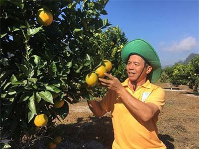 Trồng cam Vinh bán Tết, nông dân cao Mộc Châu lãi lớn