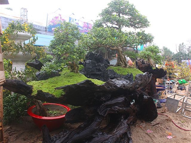 Độc đáo mai vàng khoe sắc trên thân cây chết giá gần 1 tỷ đồng