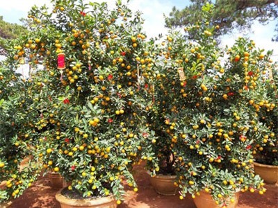 Quất Hội An 'khủng' giá vài chục triệu xuất hiện ở phố núi