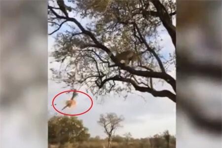 Clip: Báo hoa mai 'mất trắng' bữa ăn vì thói quen giấu mồi