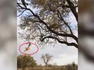 Clip: Báo hoa mai 'mất trắng' bữa ăn vì thói quen giấu mồi