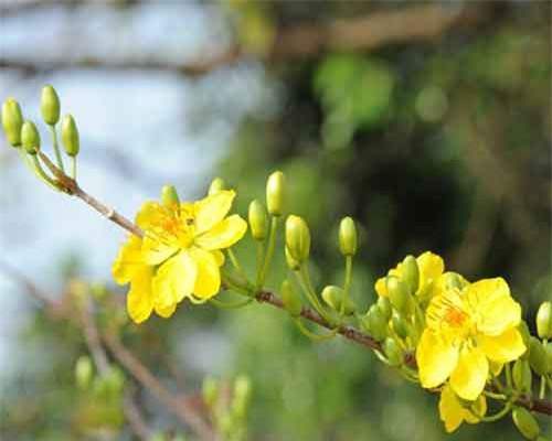 Cận cảnh những 'cụ' mai tiền tỷ xuất hiện ở chợ tết miền Tây