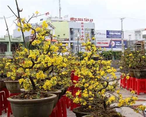 Mai nở 'tung tóe', nhiều người trồng mai mất Tết